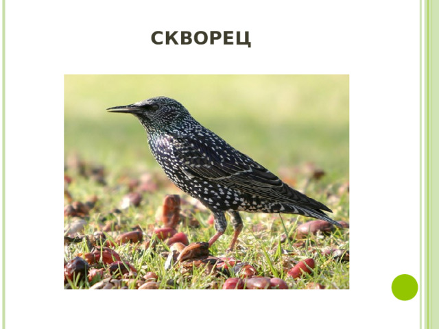 СКВОРЕЦ 
