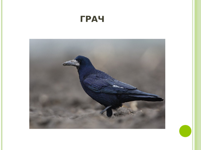 ГРАЧ 