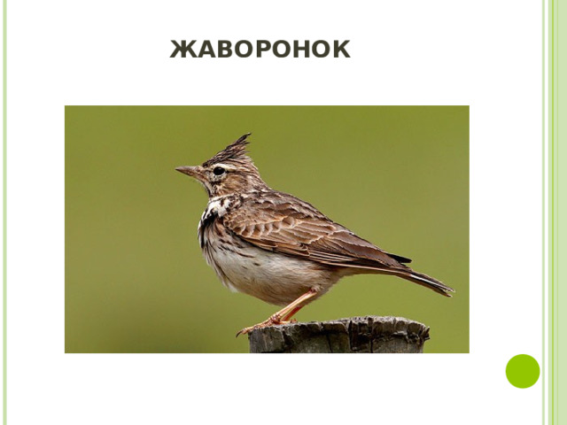 ЖАВОРОНОК 