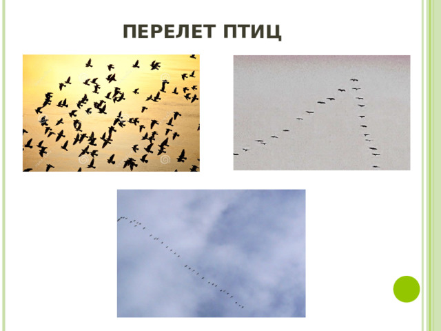 ПЕРЕЛЕТ ПТИЦ 