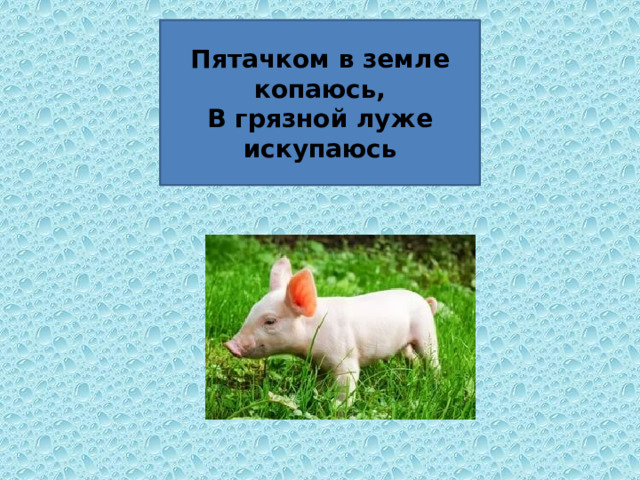 Пятачком в земле копаюсь,  В грязной луже искупаюсь 