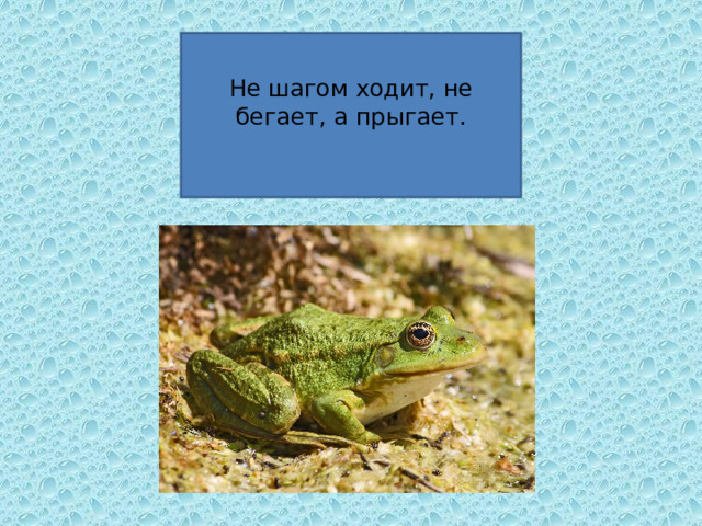 Не шагом ходит, не бегает, а прыгает.   