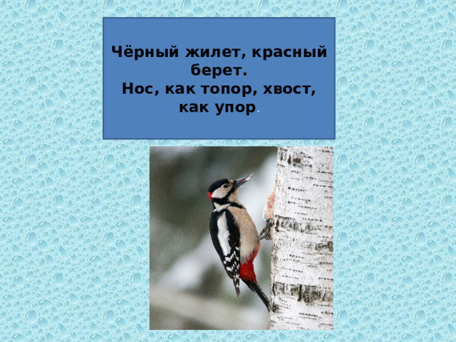 Чёрный жилет, красный берет.  Нос, как топор, хвост, как упор . 