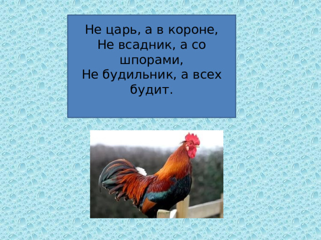 Не царь, а в короне,  Не всадник, а со шпорами,  Не будильник, а всех будит.   