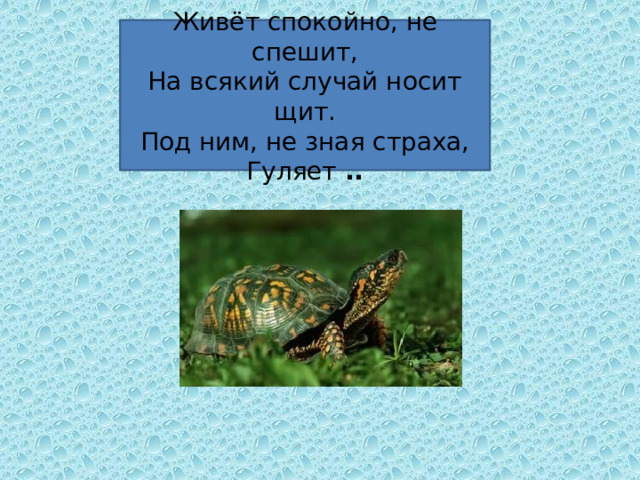 Живёт спокойно, не спешит,  На всякий случай носит щит.  Под ним, не зная страха,  Гуляет .. 