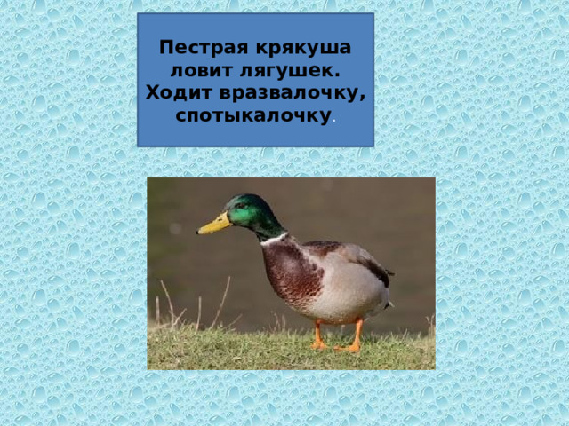 Пестрая крякуша ловит лягушек.  Ходит вразвалочку, спотыкалочку . 