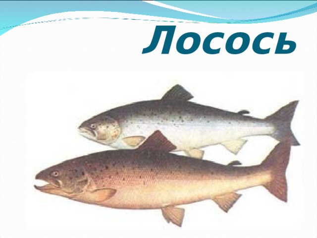                      Лосось 