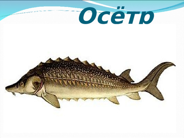  Осётр 