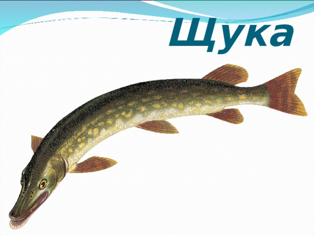         Щука 