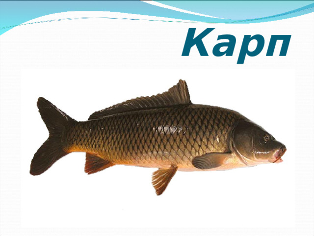  Карп 