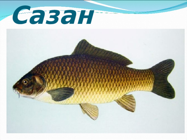  Сазан 