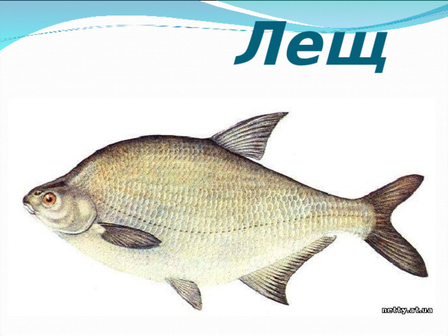  Лещ 
