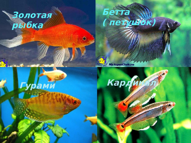 Бетта ( петушок) Золотая рыбка Кардинал Гурами 