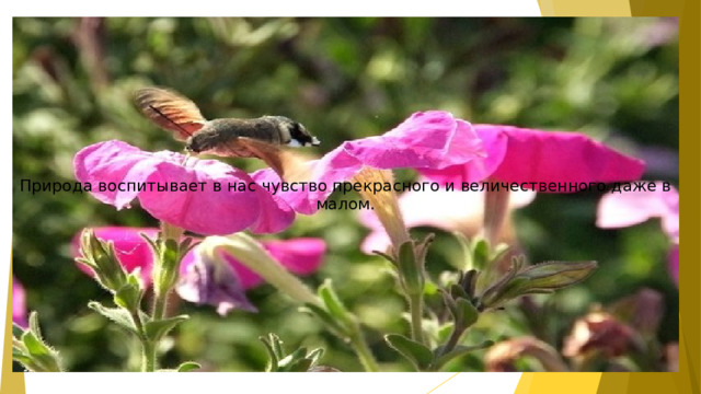 Природа воспитывает в нас чувство прекрасного и величественного даже в малом.  