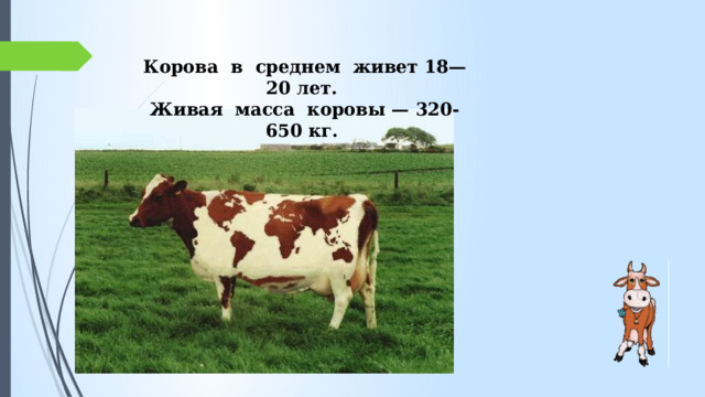  Корова в среднем живет 18—20 лет. Живая масса коровы — 320-650 кг. 