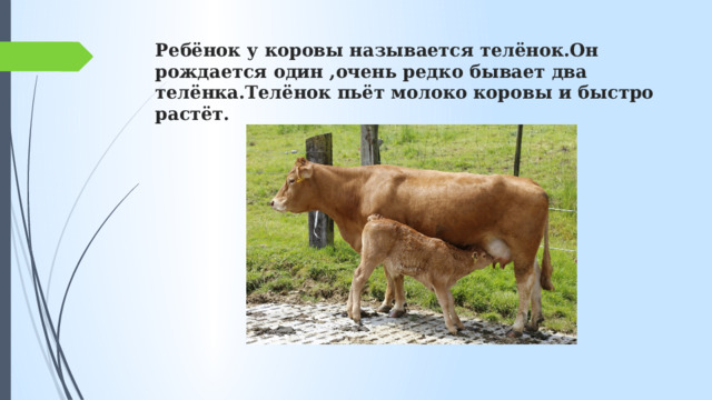 Ребёнок у коровы называется телёнок.Он рождается один ,очень редко бывает два телёнка.Телёнок пьёт молоко коровы и быстро растёт. 