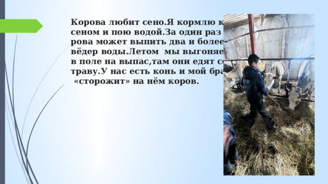 Корова любит сено.Я кормлю коров  сеном и пою водой.За один раз ко-  рова может выпить два и более  вёдер воды.Летом мы выгоняем коров  в поле на выпас,там они едят сочную  траву.У нас есть конь и мой брат пасёт  «сторожит» на нём коров.   