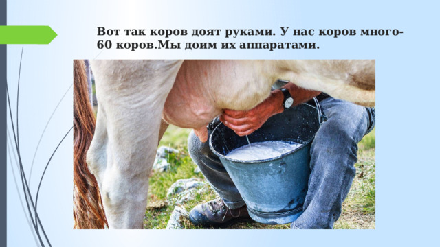 Вот так коров доят руками. У нас коров много-60 коров.Мы доим их аппаратами. 