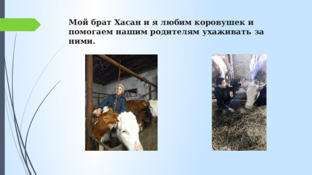 Мой брат Хасан и я любим коровушек и помогаем нашим родителям ухаживать за ними. 