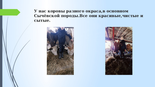 У нас коровы разного окраса,в основном Сычёвской породы.Все они красивые,чистые и сытые. 