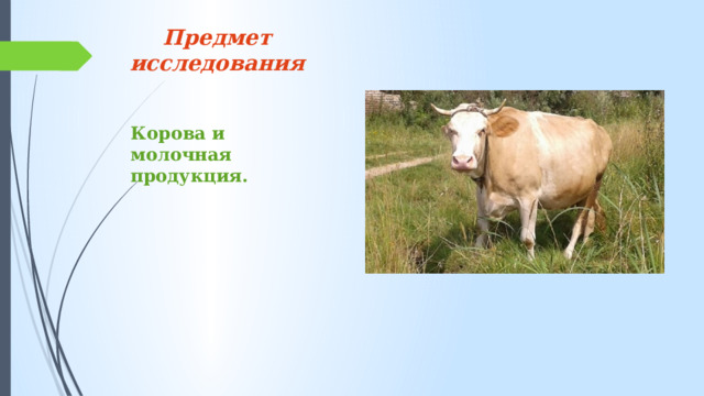 Предмет исследования   Корова и молочная продукция. 