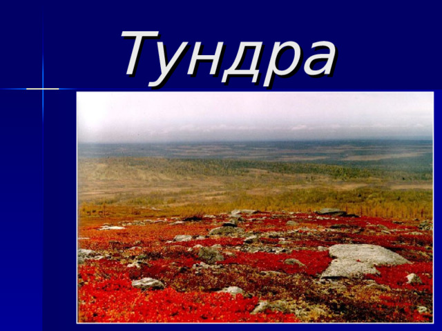 Тундра 