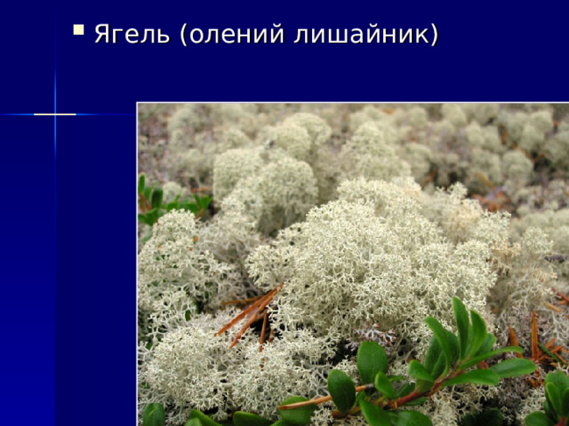 Ягель (олений лишайник) 