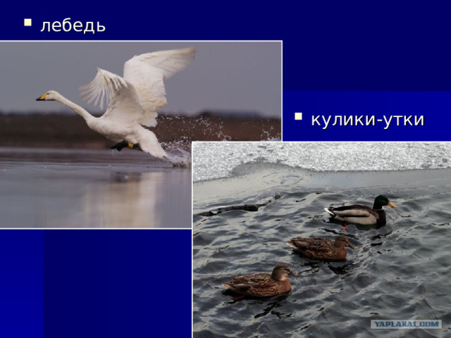 лебедь кулики-утки 