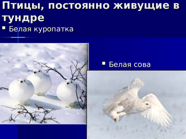 Птицы, постоянно живущие в тундре Белая куропатка Белая сова 