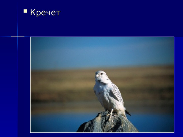 Кречет 