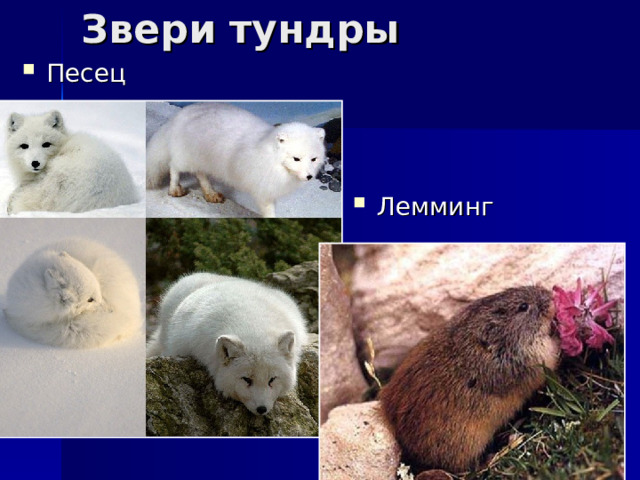 Звери тундры Песец Лемминг 