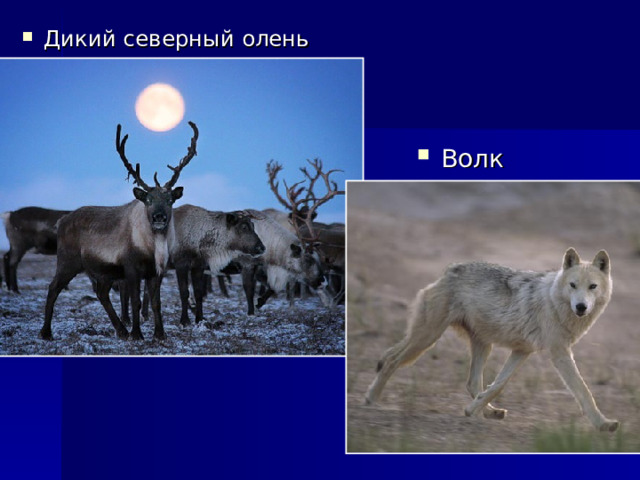Дикий северный олень Волк 