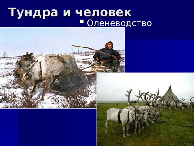 Тундра и человек Оленеводство 