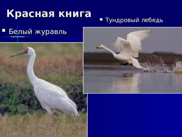 Красная книга Тундровый лебедь Белый журавль 