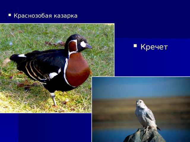 Краснозобая казарка Кречет 
