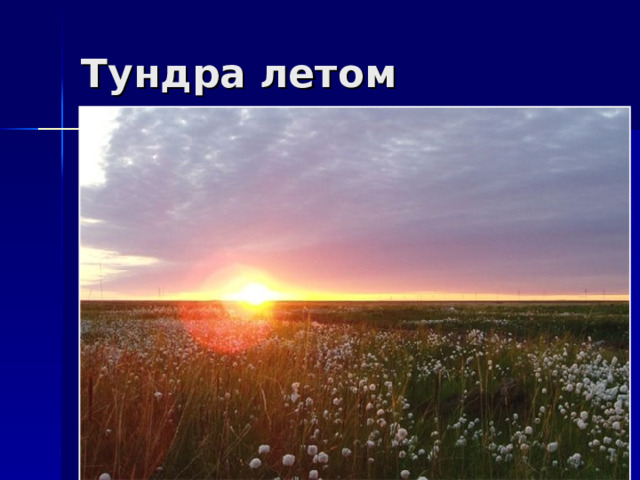 Тундра летом 