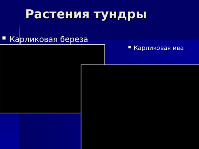 Растения тундры Карликовая береза Карликовая ива 