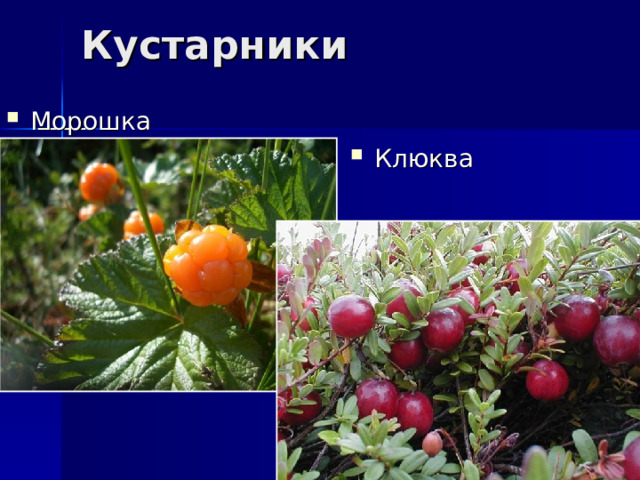Кустарники Морошка Клюква 