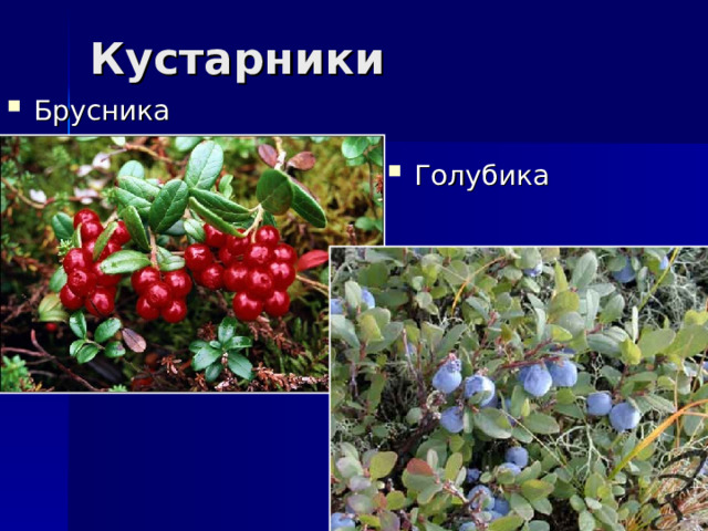 Кустарники Брусника Голубика 