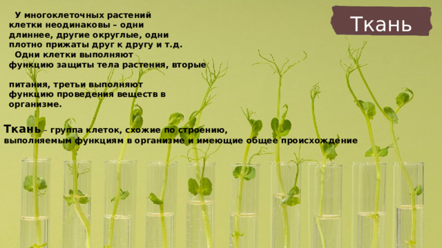  У многоклеточных растений  клетки неодинаковы – одни  длиннее, другие округлые, одни  плотно прижаты друг к другу и т.д.  Одни клетки выполняют  функцию защиты тела растения, вторые  питания, третьи выполняют  функцию проведения веществ в организме.  Ткань Ткань – группа клеток, схожие по строению,  выполняемым функциям в организме и имеющие общее происхождение 