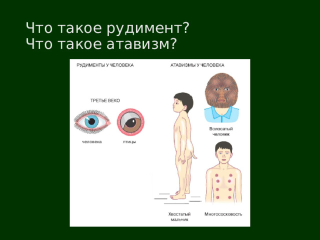 Что такое рудимент?  Что такое атавизм? 