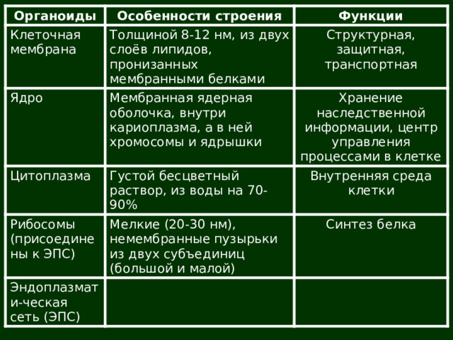 Органоиды Клеточная мембрана Особенности строения Ядро Функции Толщиной 8-12 нм, из двух слоёв липидов, пронизанных мембранными белками Структурная, защитная, транспортная Мембранная ядерная оболочка, внутри кариоплазма, а в ней хромосомы и ядрышки Цитоплазма Хранение наследственной информации, центр управления процессами в клетке Рибосомы (присоединены к ЭПС) Густой бесцветный раствор, из воды на 70-90% Внутренняя среда клетки Мелкие (20-30 нм), немембранные пузырьки из двух субъединиц (большой и малой) Эндоплазмати-ческая сеть (ЭПС) Синтез белка 