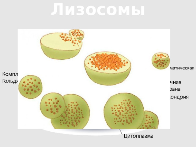 Лизосомы Рибосомы 