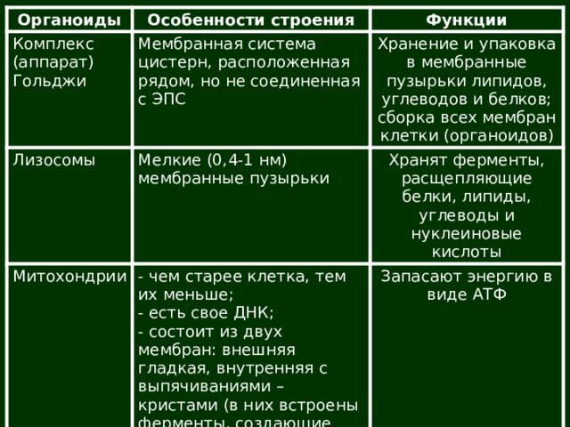 Органоиды Комплекс (аппарат) Гольджи Особенности строения Лизосомы Функции Мембранная система цистерн, расположенная рядом, но не соединенная с ЭПС Хранение и упаковка в мембранные пузырьки липидов, углеводов и белков; сборка всех мембран клетки (органоидов) Мелкие (0,4-1 нм) мембранные пузырьки Митохондрии Хранят ферменты, расщепляющие белки, липиды, углеводы и нуклеиновые кислоты - чем старее клетка, тем их меньше; Запасают энергию в виде АТФ - есть свое ДНК; - состоит из двух мембран: внешняя гладкая, внутренняя с выпячиваниями – кристами (в них встроены ферменты, создающие АТФ). 