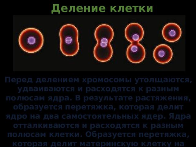 Деление клетки Перед делением хромосомы утолщаются, удваиваются и расходятся к разным полюсам ядра. В результате растяжения, образуется перетяжка, которая делит ядро на два самостоятельных ядер. Ядра отталкиваются и расходятся к разным полюсам клетки. Образуется перетяжка, которая делит материнскую клетку на две дочерние. 