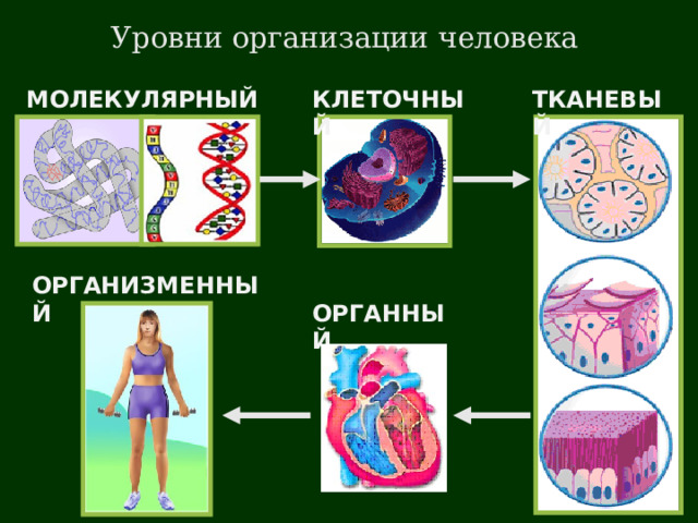 Уровни организации человека КЛЕТОЧНЫЙ ТКАНЕВЫЙ МОЛЕКУЛЯРНЫЙ ОРГАНИЗМЕННЫЙ ОРГАННЫЙ 