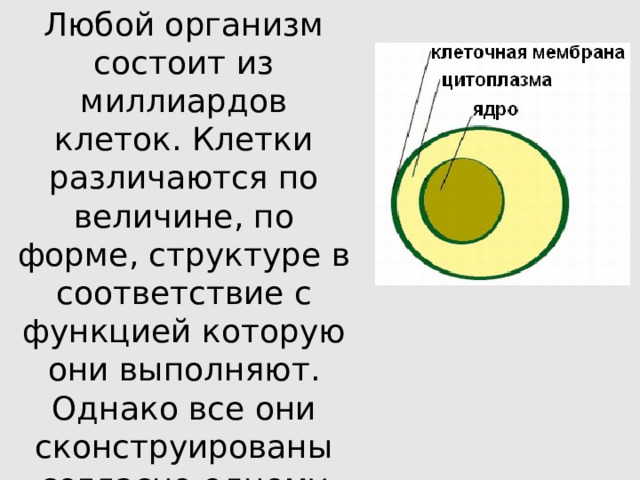 Любой организм состоит из миллиардов клеток. Клетки различаются по величине, по форме, структуре в соответствие с функцией которую они выполняют. Однако все они сконструированы согласно одному основному «образцу» 