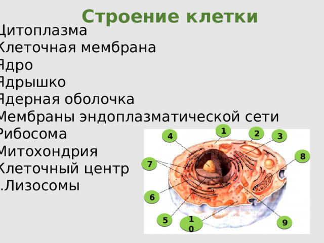 Строение клетки Цитоплазма Клеточная мембрана Ядро Ядрышко Ядерная оболочка Мембраны эндоплазматической сети Рибосома Митохондрия Клеточный центр Лизосомы 1 2 4 3 8 7 6 5 9 10 