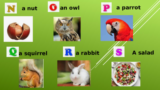 a parrot an owl a nut A salad a rabbit a squirrel 