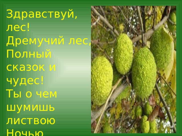 Здравствуй, лес! Дремучий лес, Полный сказок и чудес! Ты о чем шумишь листвою Ночью темной, грозовою?  